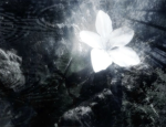 - Iv’s garden -