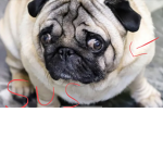 THE PUGS ARE SUS
