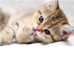 Kitten lovers ONLY Group Thumbnail
