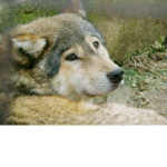 RP Wolf Fighters