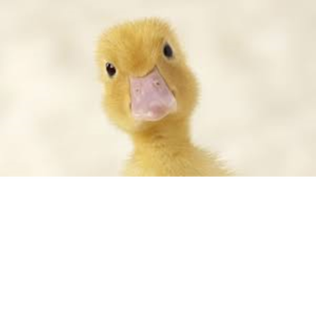 Duck obby!