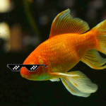 Fish's Shoal