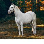 Diamond Stables riding academy