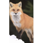 the foxYT group