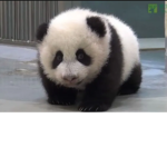 Tiny panda love
