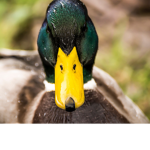 Damn, that's quackers!