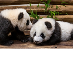 Panda Team forever :D
