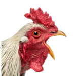 The Ultimate Chicken Coop