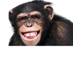 Group of monkeys for monkeys