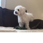 Benji122345