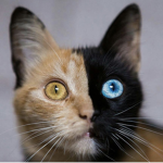 Los guerreros Gatos