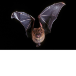 Bats for life We love bats
