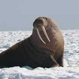 Pinnipeds