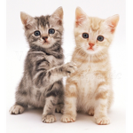 KittenKat Group