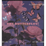the butteflies