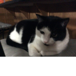 A cute cat