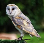 OwlCraft