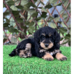 +*Shnoodle Pups*+