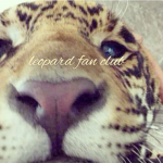 Leopard Fan Club
