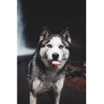 Cammylovesdog