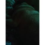 who loves pugs?