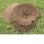 Group where we pretend to be a ant colony