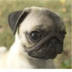 Pug Ads Fan Club!