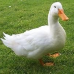Lagoa dos patos