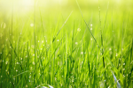 Grass (sigma)