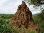 The Kingdom of ants