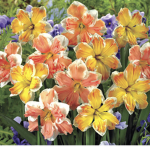 daffodil supremacy