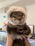 ~Livys Otters~