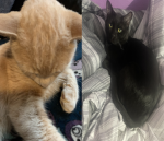 ILOVECATS_SOMUCH