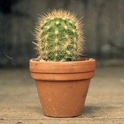  Cactus stare simulator icon