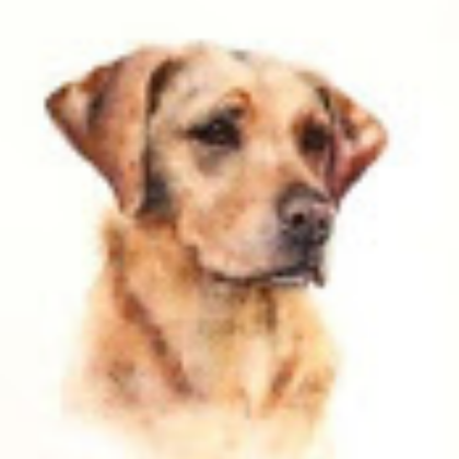 Red Fox Labrador Drawing  Roblox decal