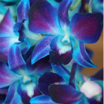 Pretty Flower