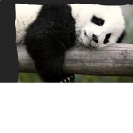 Panda Bear Tada