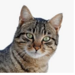 #cats are god