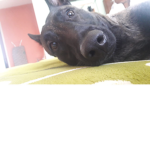 Donando a perros