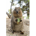 Quokka Mania