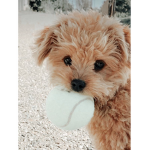 Cute # puppy