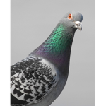 「The Pigeon Cult」