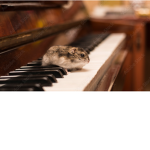 Hamster on on a piano