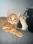 David’s cats