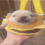 Pibble Burger