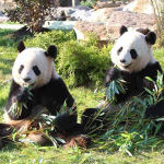 pandaaaaaaaaaaaaa squad is da best