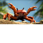 Cal's Crab Clan