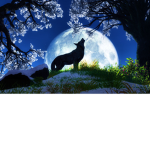 #LLAMA AND WOLVES ONLY!! {if u love them}