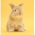 Bunny Squad!!!! We love the BUNNIES!