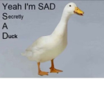 The Duck Gang THE OG